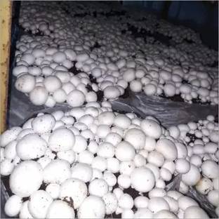 Aro Mushroom Seed