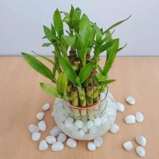 MAA Bamboo, Lucky bamboo Seed