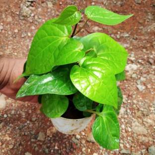 hasi plants Betel Leaf Plant