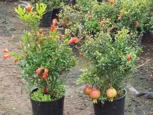 Amazing Gurden Pomegranate Plant