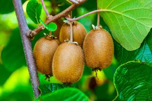 Bappa Mart Kiwi Plant