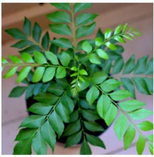 PEDPOUDHE Curry Leaf Plant