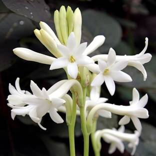 ANKAM Tuberose – Rajnigandha Single Flower Bulbs – Pack Of 5 Seed