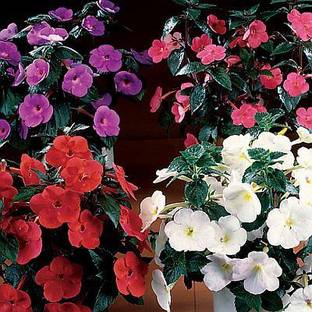 Audbhidhi Achimenes ‘Mix’ Beautiful Flower Bulbs for Summer- Autumn Season Seed