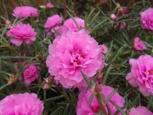 Earth Plant Farm Portulaca Plant