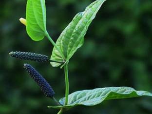 KonkanGreens Pepper Plant