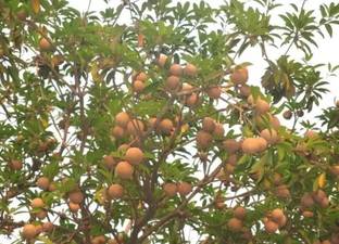Chalisa Chikoo, Sapota, Chiku Seed