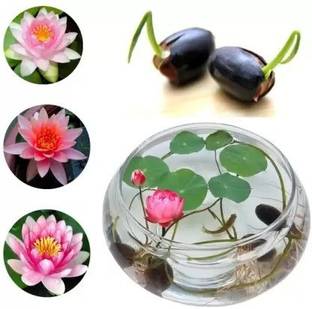 Aro Lotus, Kamal Seed
