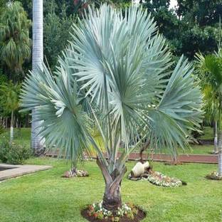 Kapebonavista bismarckia nobilis palnts, it is a plant not a seed Seed
