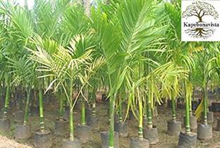 Kapebonavista Supari Plant Betel Nut Areca Catechu Living Plant, it is a plant not a seed Seed
