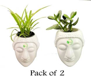 Oshi Greens Budhha shape flower planters plastic plant container set Vase Filler