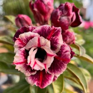 Greenery Nursery Adenium Plant