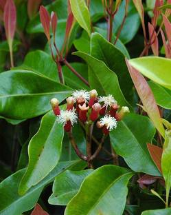 Cloud Farm Clove Plant