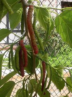 Roy's Fashoin Shahtoot/Mulberry Plant