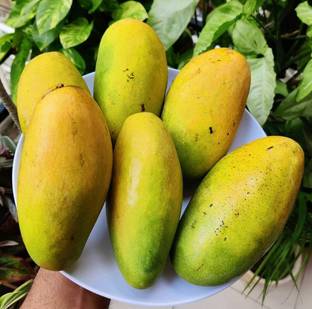 Lilyville Dasheri Mango Plant
