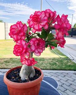 Cloud Farm Adenium Plant