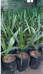 माय ड्रीम नर्सरी ZZ प्लांट पौधा