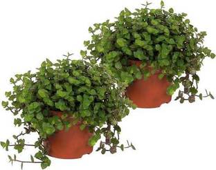 Amazing Gurden Turtle Vine Plant