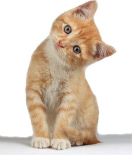 Stickers Mart 68 cm Cute Expression Cat Wall Sticker Removable Sticker