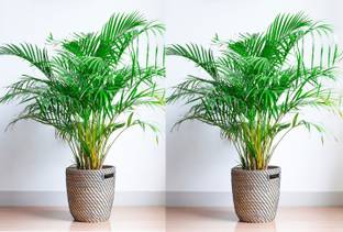 GREENPHOBIA Areca Palm