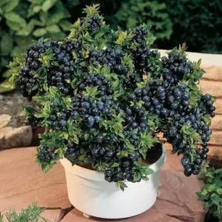 Aro Blueberry, Blueberries Seed