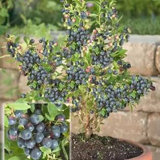 Chalisa Blueberry, Blueberries Seed