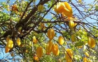 Chalisa Star Fruit, Carambola Seed