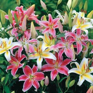 Audbhidhi Oriental Lily (Mix) Flower Bulbs for Home Gardening and Planting Seed
