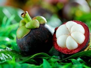 EliteGreen Mangosteen Plant