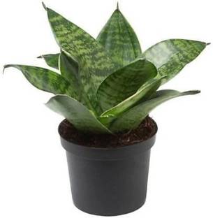 Padmavatii Indian Snakeroot Plant