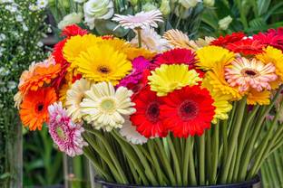 PlantQuipo Gerbera Plant