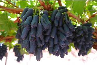 Padmavatii Grapes Plant