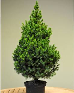 Earth Plant Farm Christmas Tree Plant