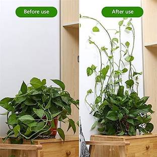 dreamexpo Plant Climbing Fixing Clip Self-Adhesive Fixture Wall Sticky Hook Plant Clip Plant Straightener