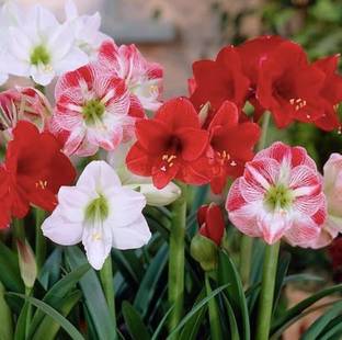 Audbhidhi Lily Flower Bulbs for Summer Gardening Amaryllis Lily Seed