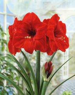 Audbhidhi Amaryllis Lily Flower Bulbs Suitable for Your Garden (Mixed) Pack of 20 Bulbs Seed
