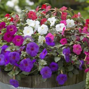 Audbhidhi Achimenes (Mix) Flower Bulbs for Summer Season [Pack of 5 Bulbs] Seed