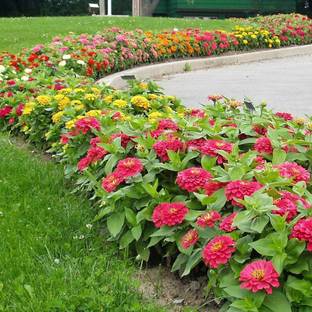 Japura Zinnia Flower Seeds Hybrid Seed