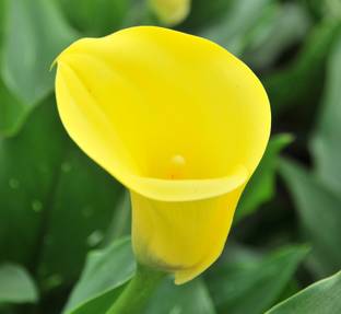 Audbhidhi Calla Lily Flower Bulbs Suitable for Your Garden (Yellow) Pack of 5 Bulbs Seed