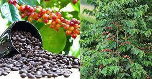 PlantQuipo Coffee Plant