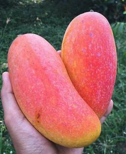 Mahachanok Grafted Mango Plant