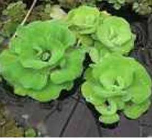 Ukanda Water Cabbage Plant