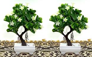 RESILIENCE Natural Plant Combo Bonsai Wild Artificial Plant  with Pot