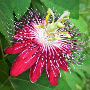 EliteGreen Passion Plant
