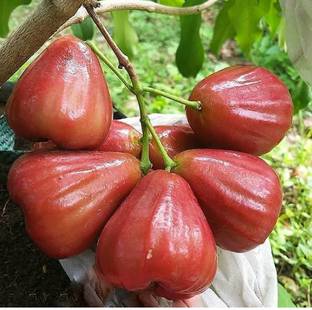 Cloud Farm Java Plum Plant