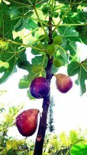 Chalisa Fig, Anjeer Seed