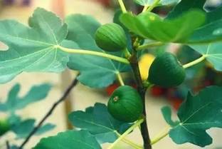Chalisa Fig, Anjeer Seed