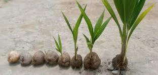 Fulmala Nursery Coconut Plant