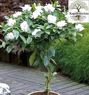 Kapebonavista Gandhraj Gulchand Gandharaj Cape Jasmine plant, it is a plant not a seed Seed