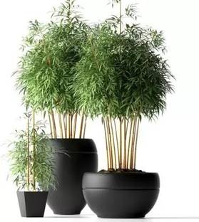 MAA Bamboo, Lucky bamboo Seed